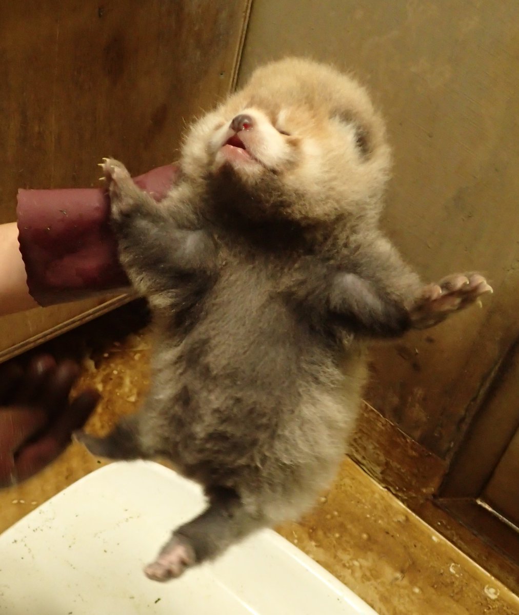 多摩動物公園 公式 んダヨ 寝てんだよーっ おかぁーさーん 6月27日生まれ レッサーパンダ舎前でライブ映像絶賛公開中 Do N T Miss It 交通機関の運行状況にご注意ください 世界一かわいいばんざい