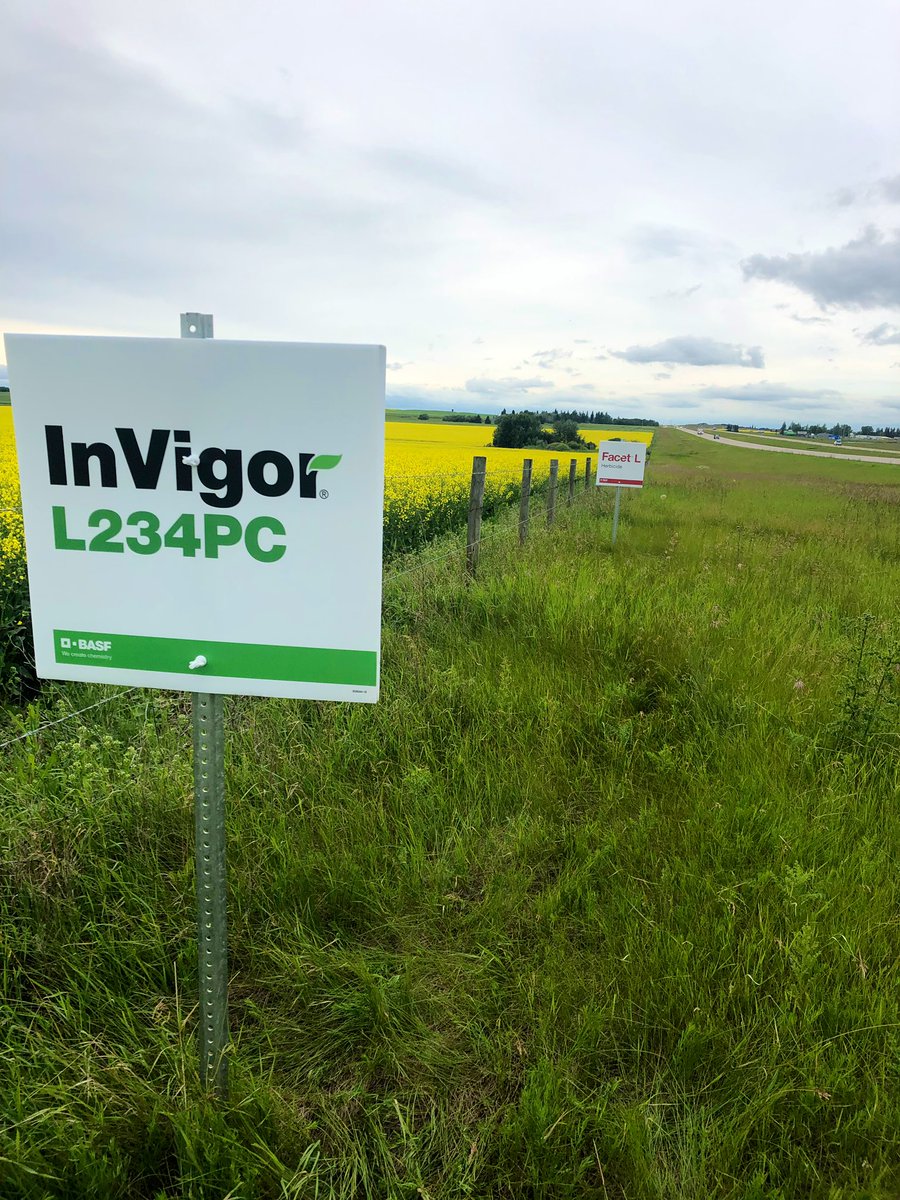 KarlOesch's tweet photo. Beauty field along hwy 16! #InVigor #L234PC is looking fantastic and the #FacetL is doing the trick on #cleavers! 
#BASFinYourField https://t.co/fy9XwIQhbc