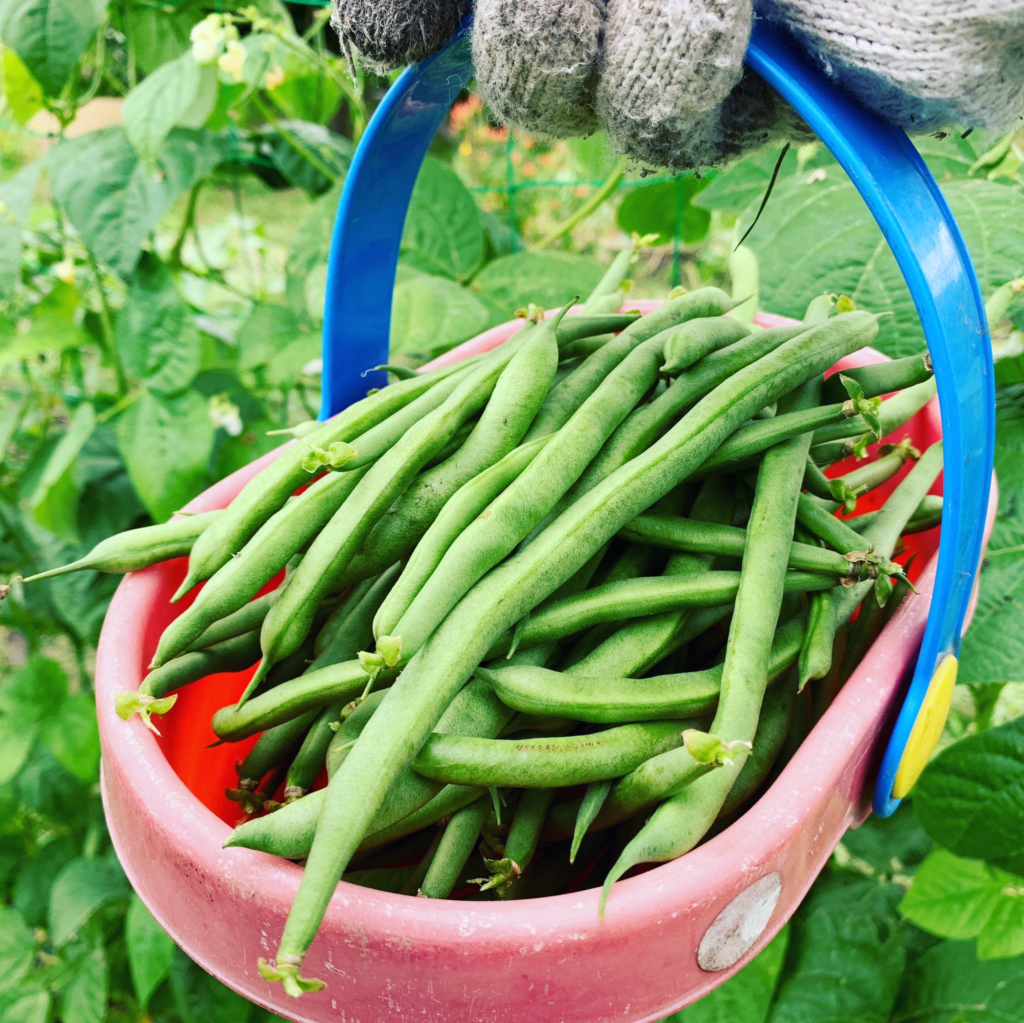 やまむ 大切に育ててたトウモロコシとスイカの大半がイタチに食い荒らされてしまったので 豆食べてます インゲンはつるあり の方が収穫量多いけど つるなしの方が柔らかくて美味しい気がします 農業 農家 農作業 家庭菜園 野菜作り 野菜栽培