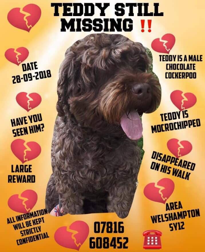 gelert01's tweet photo. #HelpbringTeddyhome ‼️ TEDDY IS STILL MISSING 28-09-2018 ‼️ELLESMERE Shropshire
Teddys chipped.All information is on poster. There is large reward No questions asked for anyone who gets to home safely.
Owners are devastated! https://t.co/Q1BtfA75JM