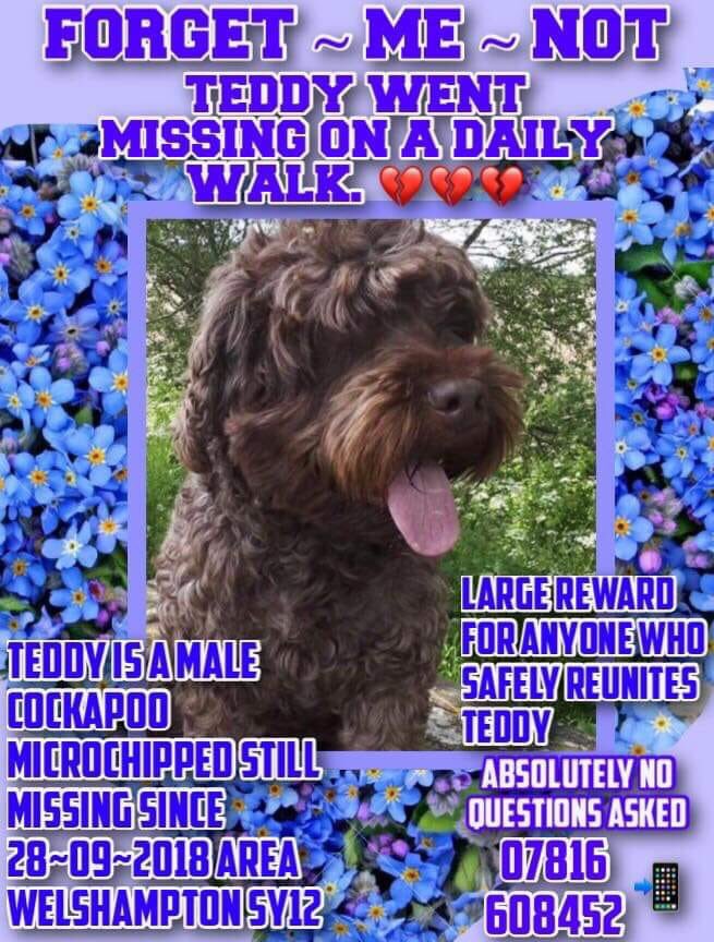 molliepug2's tweet photo. Facebook Page-Help Find Teddy❤️
HAVE YOU SEEN TEDDY PLEASE?🙏
Male COCKAPOO From SY12 Area Missing since 28/9/18😞#HelpbringTeddyhome @MolliePug @rosieDoc2 @gelert01 @RachaelB100 @BrendaBlethyn @SteelCherry @MissingPetsGB @Cymru_01 @MishRodriguez @jennystanley5 @KarenFi51820768 https://t.co/JuqeySbL9J