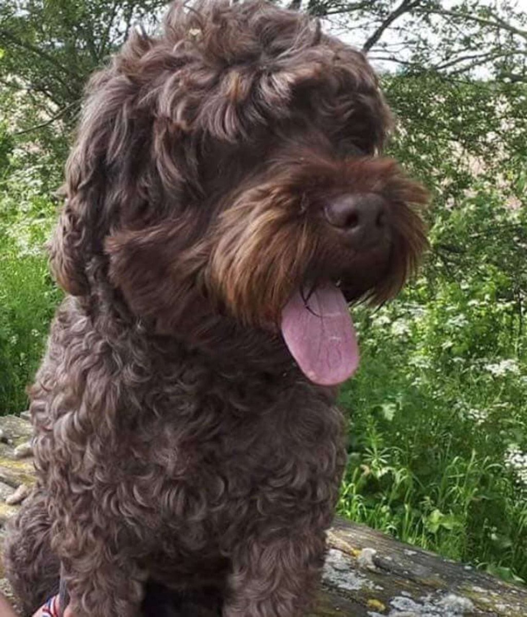 missingdogs155's tweet photo. Facebook Page-Help Find Teddy❤️
WHERE IS TEDDY PLEASE?🙏
Male COCKAPOO Teddy From SY12 Missing since 28/9/18😞#HelpbringTeddyhome @vincerock7 @veryluckypugs @JoDeanoSmith @ArmyJets @HelpStolen @bunnylondon39 @getskyhome @HandleyRach @psychicpenny @SummerBreezeUS https://t.co/LZPU56zQ0o