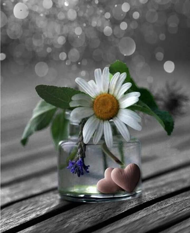 Alone_And_Deep's tweet photo. جن کے دلوں میں رحم، طبیعت میں سادگی، احساس میں خلوص اور سوچوں میں سچائی ہو ایسے انسانوں کا وجود پروردگار کی طرف سے مخلوق کے لئے نعمت ہے۔ https://t.co/pFwVr69Blg