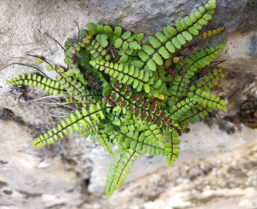 AliceGiner's tweet photo. Asplenium trichomanes #Azkarate #Helecho https://t.co/2DFzrGzf6l