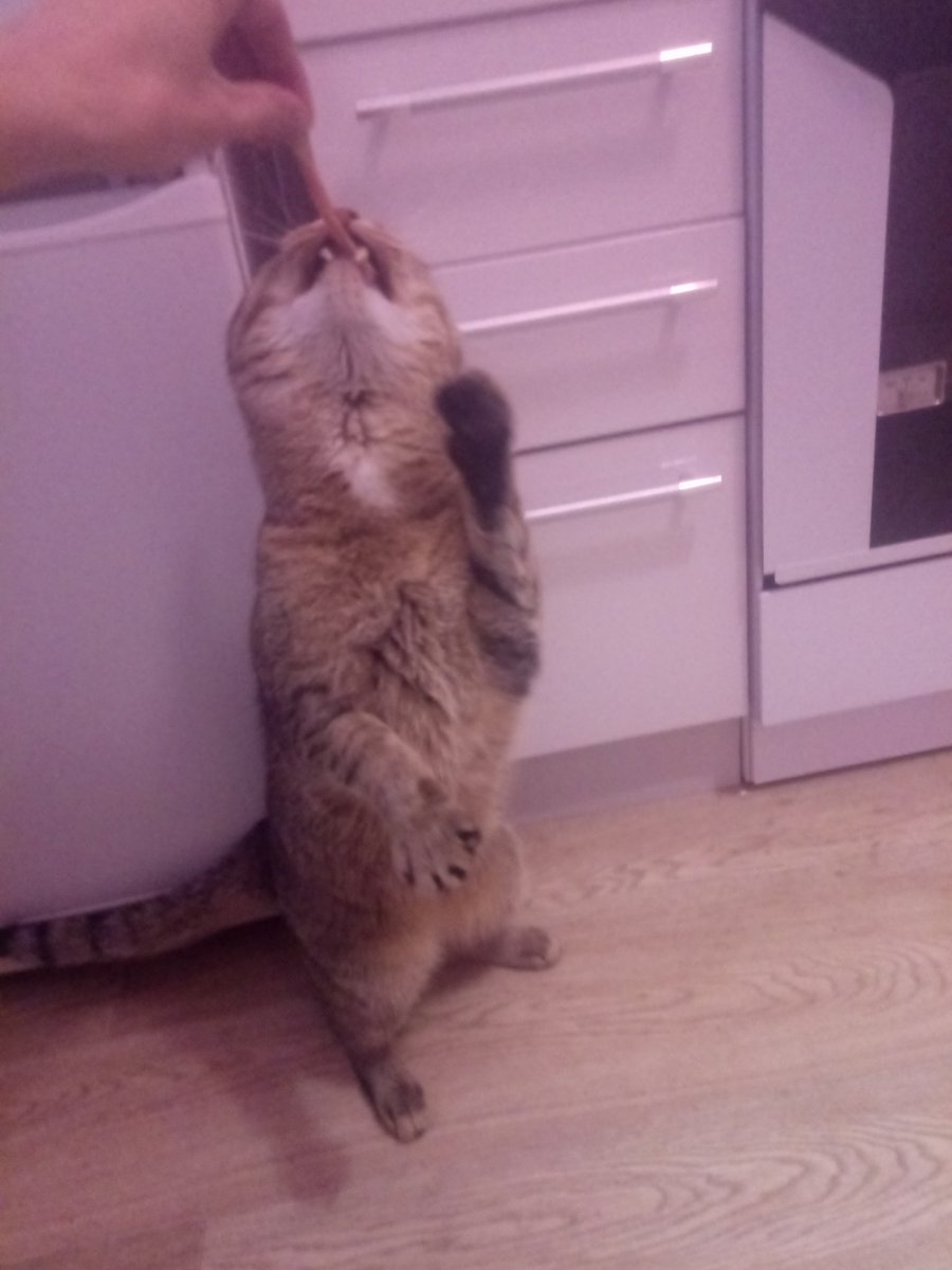 #накормикота #mars