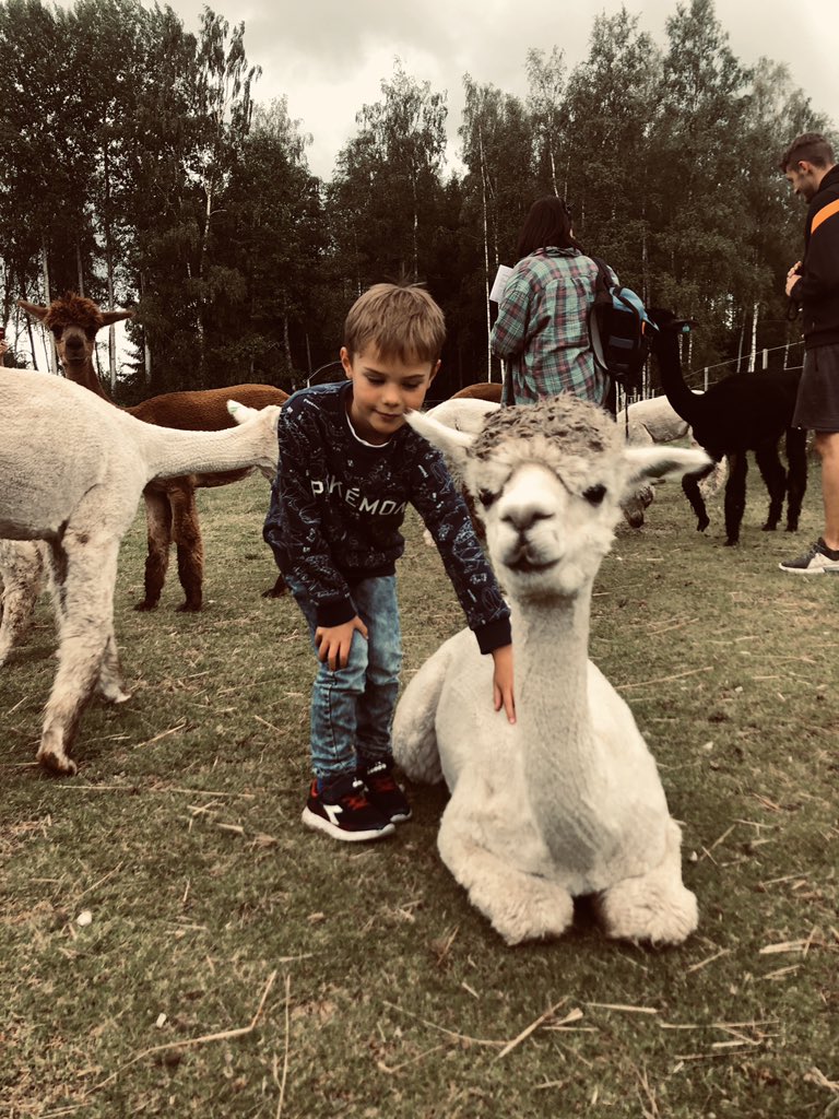 Alpackor's tweet photo. Meet Saga #alpaca #alpacka #cuteanimals https://t.co/RaictDREJx