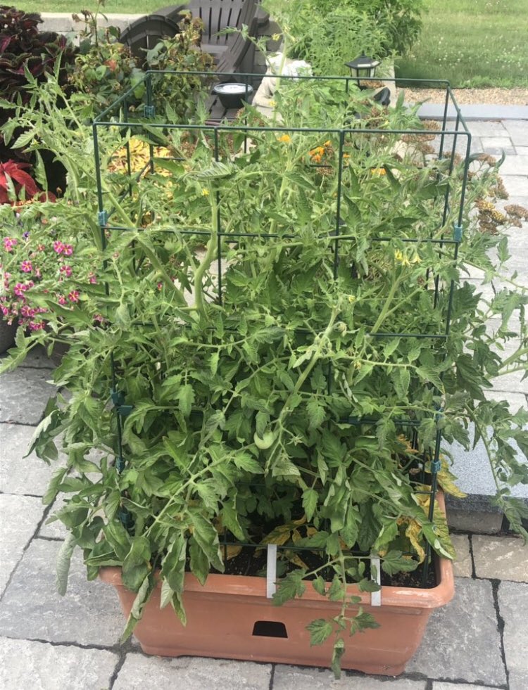 Old Colony Garden tweet media