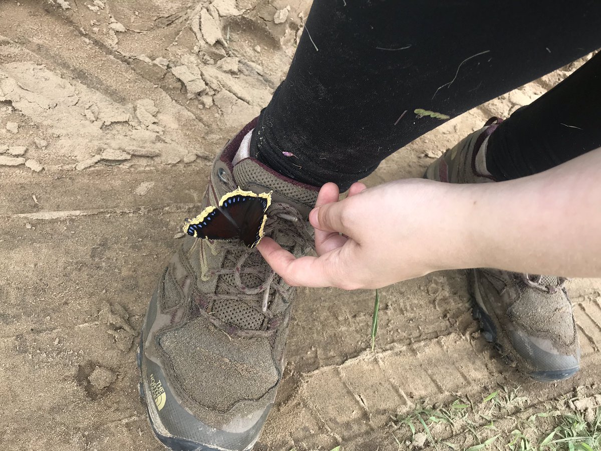 Ecology_forlife's tweet photo. Got to do a field day today with @brynn_varcoe. Not looking for bugs but rather birds. I still managed to get some good #prairie bug photos though! https://t.co/w5puyQZoEO