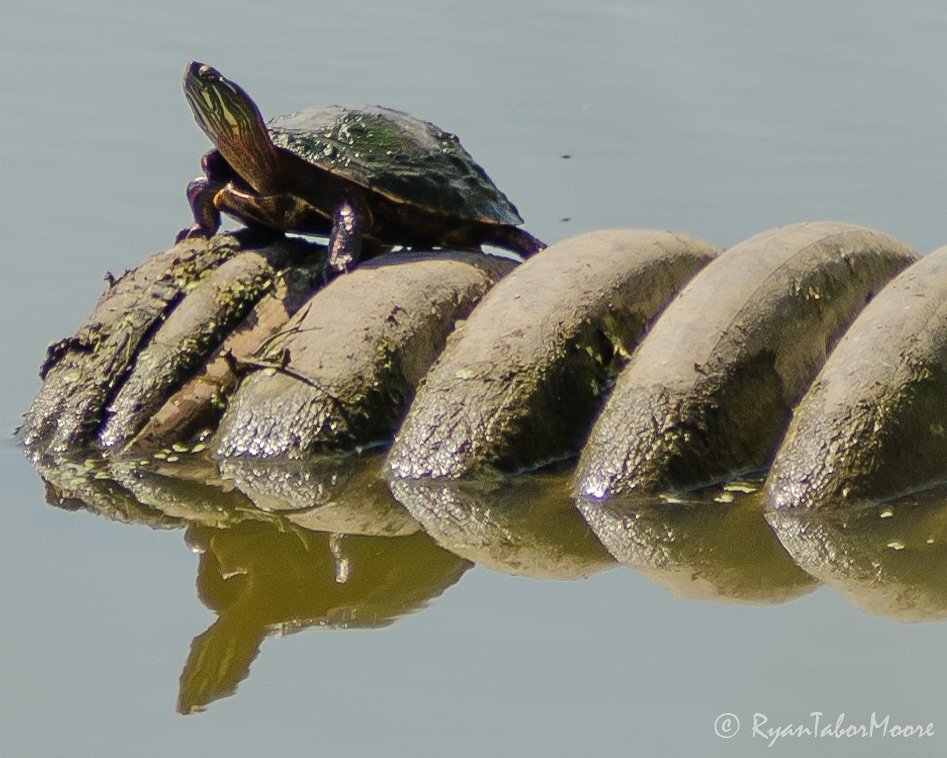 ryantabormoore's tweet photo. I managed to capture this picture before he jumped into the water. #Nikon #nikond7000 #paintedturtle #eaglemarsh @lrwp_org https://t.co/ZWYMgTeSN6