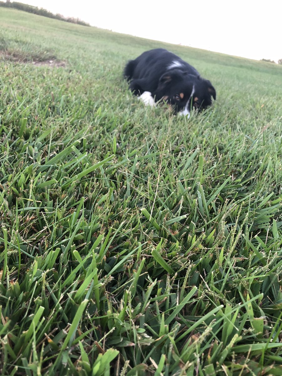 Lil_leeek's tweet photo. @mamaaGracie my lil man 🐾 https://t.co/lKu3zypdyM