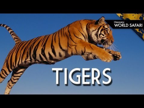 AnimalsNatureTV's tweet photo. Tigers Are Better Than Lions https://t.co/1fknaSt0bm https://t.co/V7XULANIPw