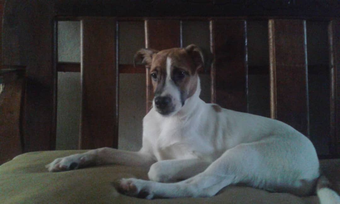 SlinkySmd's tweet photo. Este es mi perro Tabo Mes:5 Apariencia:Correlon jugueton y enojon algunas veces Muerde no tanto nivel de mordidas de dolor:9.5% #Perrotes https://t.co/XyTS1KCNHi