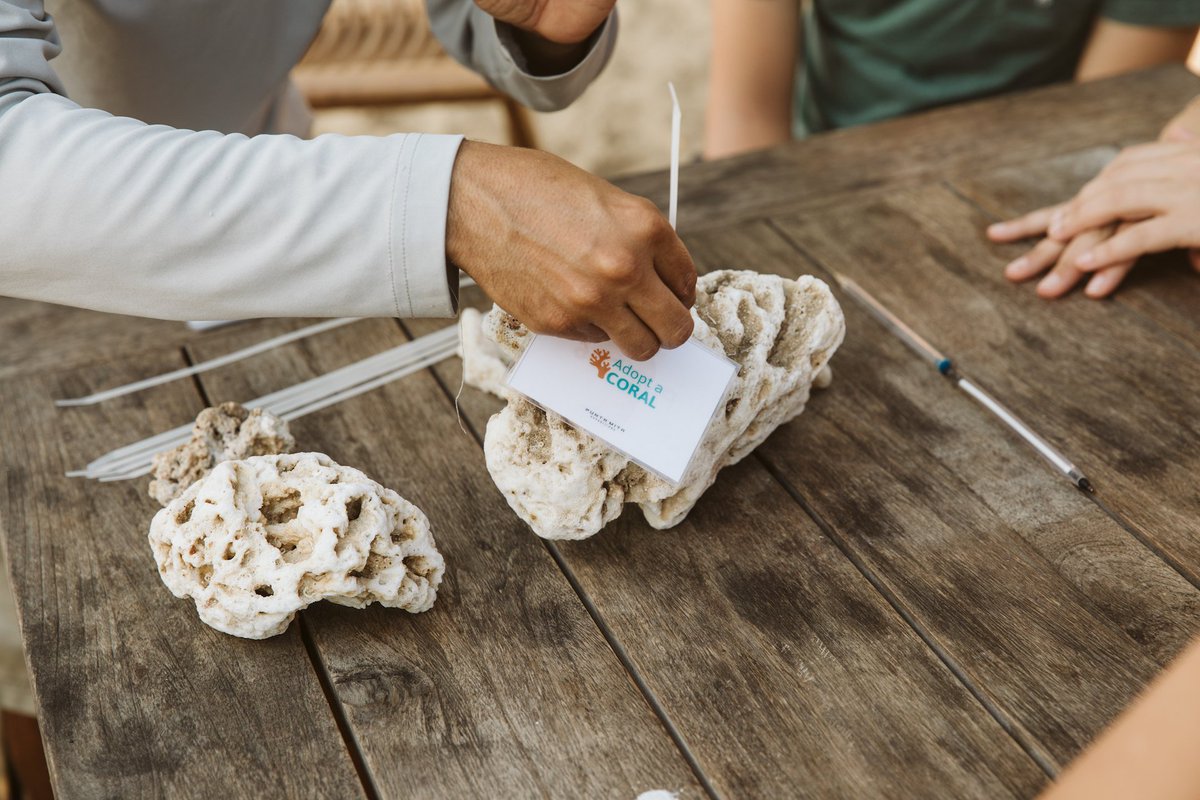 puntamitaMx's tweet photo. Help protect our Pacific Ocean with the "Adopt a Coral" program offered by @PuntaMitaExp in conjunction with @ProzonaOrg. 

This program allows visitors to contribute to health of our coral reefs by restoring coral branches below the surface! 😉 🥂 🌊 
#VivaPuntaMita #AdoptACoral https://t.co/FkrGgkEeYo