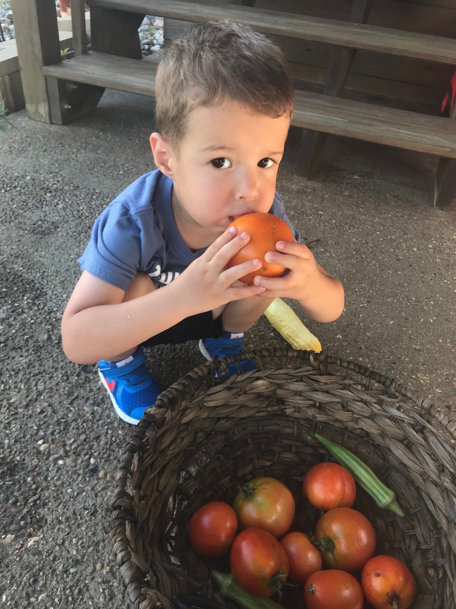 DDB1949's tweet photo. Tasting the tomatoes we picked. He was so excited that they had turned red. https://t.co/QUVLEBHKrq