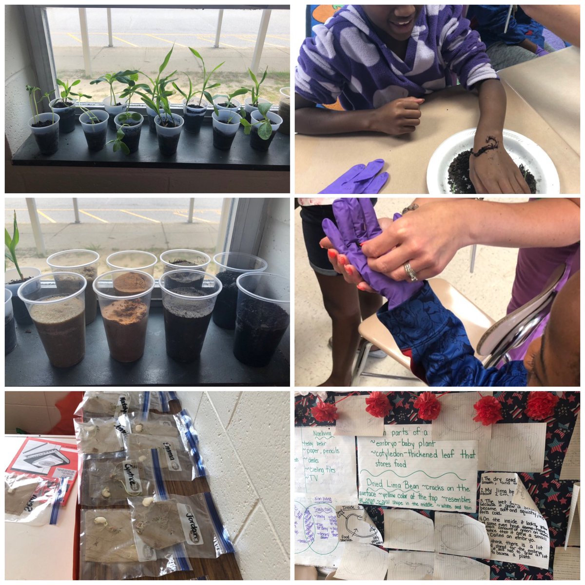 AmyMcDowell1231's tweet image. Plants, soil, and worms...oh my! Super powerful Science at #campmarvel19 #2019ccsrtacamp @AlwaysScience1 @jenlloyd16 @NatalieGodwin @mellottahill1
