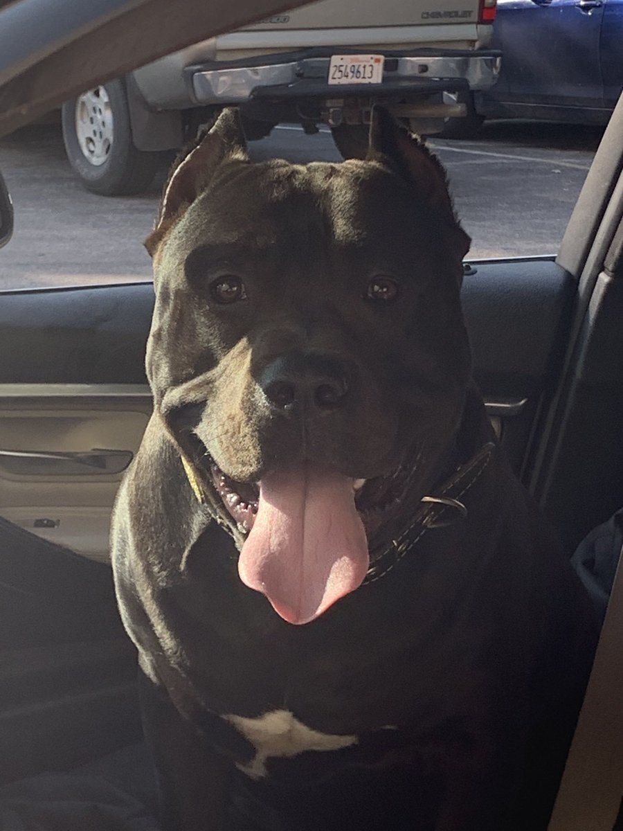 This is Khi, hes 10 months old, and he likes to chew lightly on arms. 12/10 ope das a big boi.