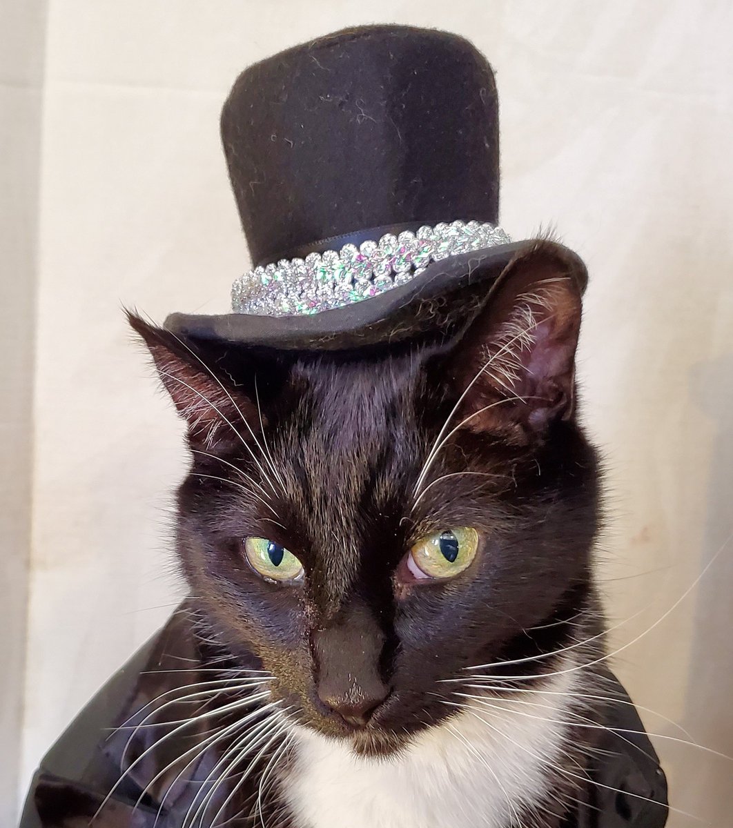 Cat Cosplay tweet media