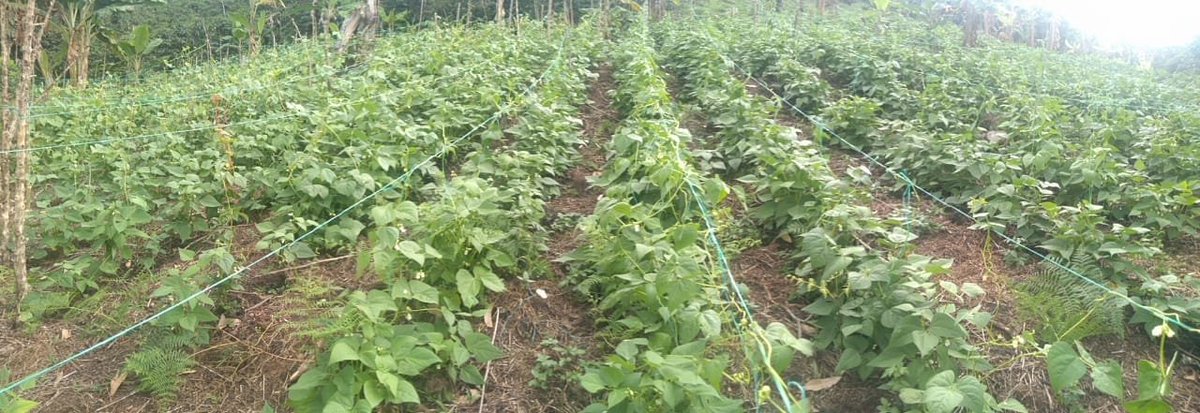 MpioCoromoro's tweet photo. La Secretaria de Salud y Gestión Social de la Administración Municipal de Coromoro, apoya a la comunidad rural a través del programa de asistencia técnica agropecuaria, brindando de manera personalizada demostración de métodos de manejo integrado y calidad en cultivos https://t.co/ax5J0Rayys