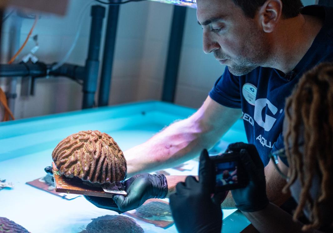 GeorgiaAquarium's tweet photo. "This is a Hail Mary pass for these corals". Last night, we received dozens of #rescued live corals as part of @AZA's Florida Reef Tract Project. We hope to save these animals from a devastating disease sweeping the reef. https://t.co/cghMFW1BFw