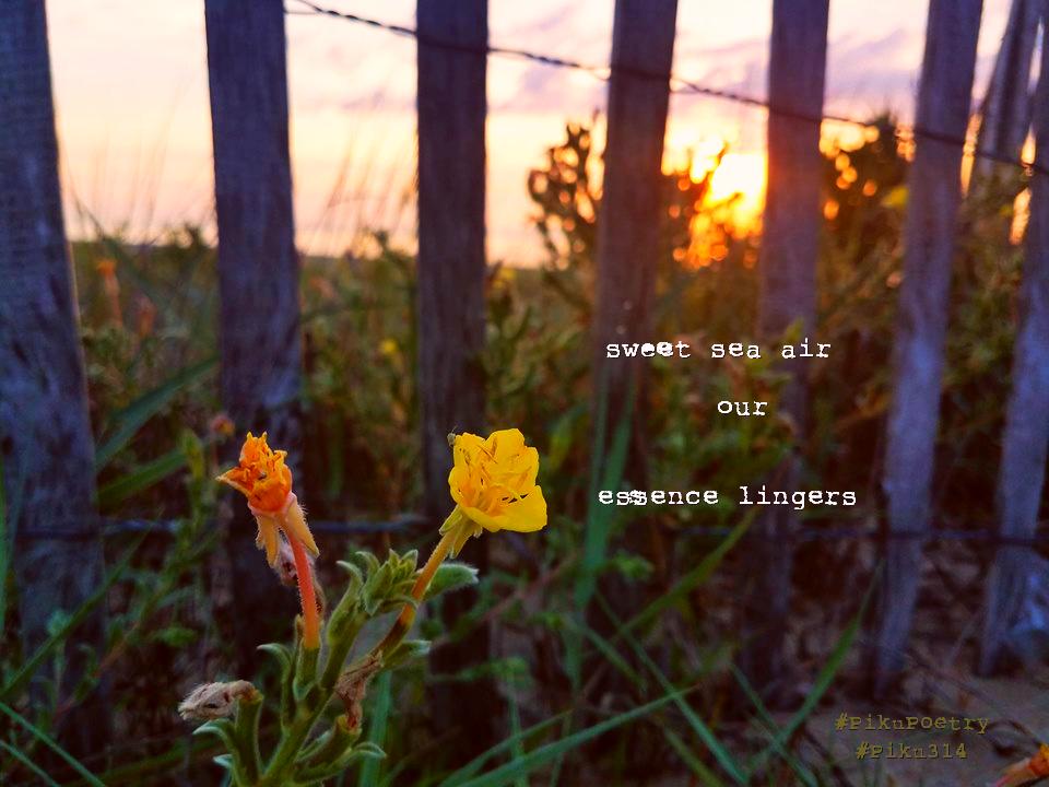 piku_poetry_314's tweet photo. 🥧
.
sweet sea air
your
essence lingers
.
#366ff #promot #essence #PikuPoetry #Piku314 #PikuVerse #BeatPoetry #8syllables #VoMoPo #MouthingOffPress #Binkstuff #JustDelmarvalous #shahai314 #haiku #haiga #senryu #shahai #piehai #pie #pi #shortverse #BeatPoetry #poem #WIP #poetry https://t.co/hYu4UgoCPC