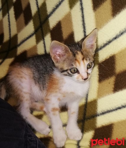 petlebi's tweet photo. #Bursa #Kedi Kalıcı #Yuvaaaaaa https://t.co/R3cFRkgpHC https://t.co/STBwplieLj