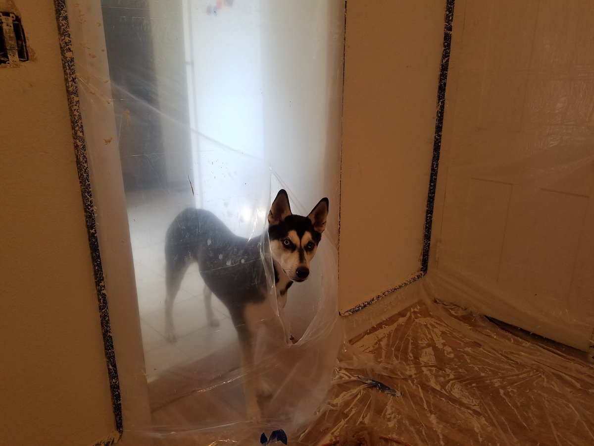 riverthepuppy's tweet photo. Hey guys, whatcha doing? Texturing? Cool, cool. Thanks for the window. https://t.co/7mhWzUU3zA