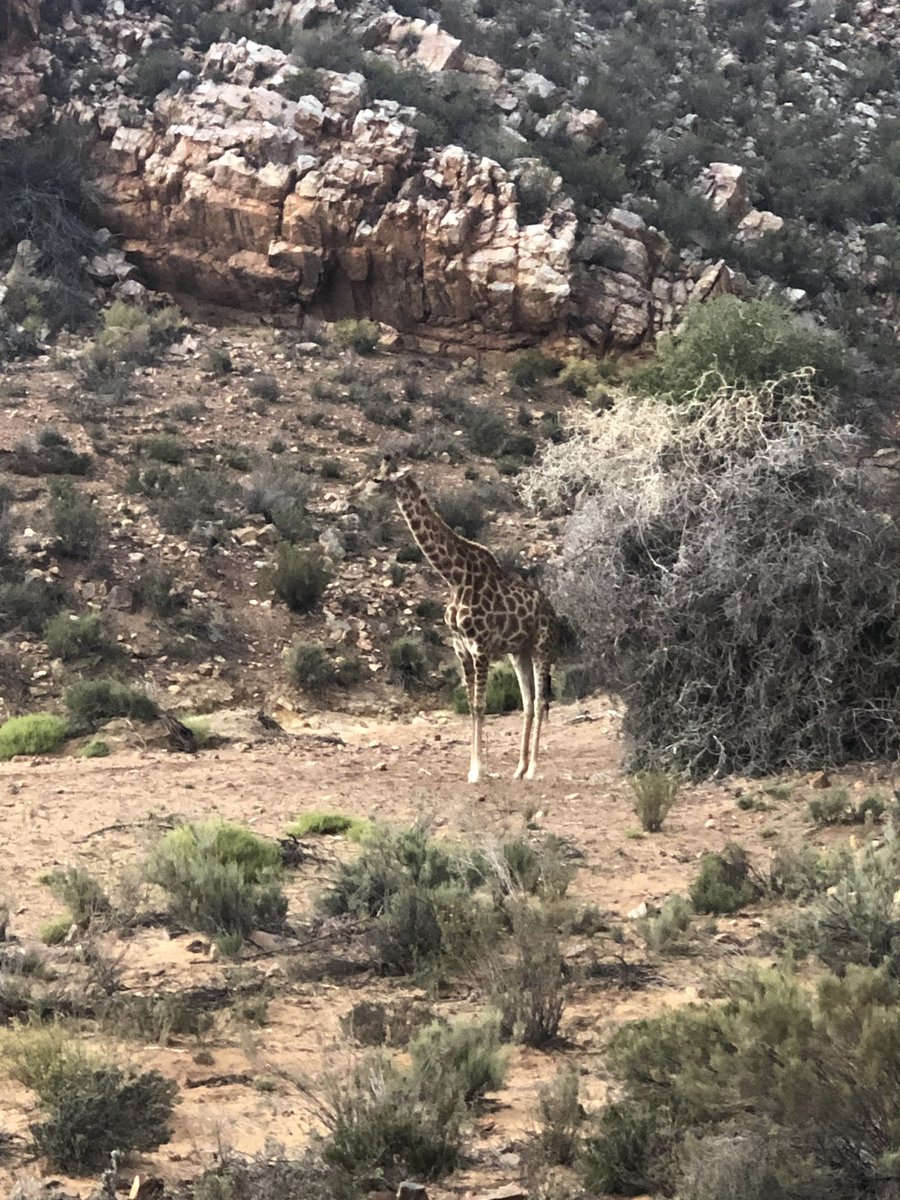 jkhssa19's tweet photo. We managed to see 3 of the big 5 this afternoon, let’s hope we see the other two tomorrow morning 😊@AquilaSafaris #safari #JKHSSA19 https://t.co/rVBpeIZKvj