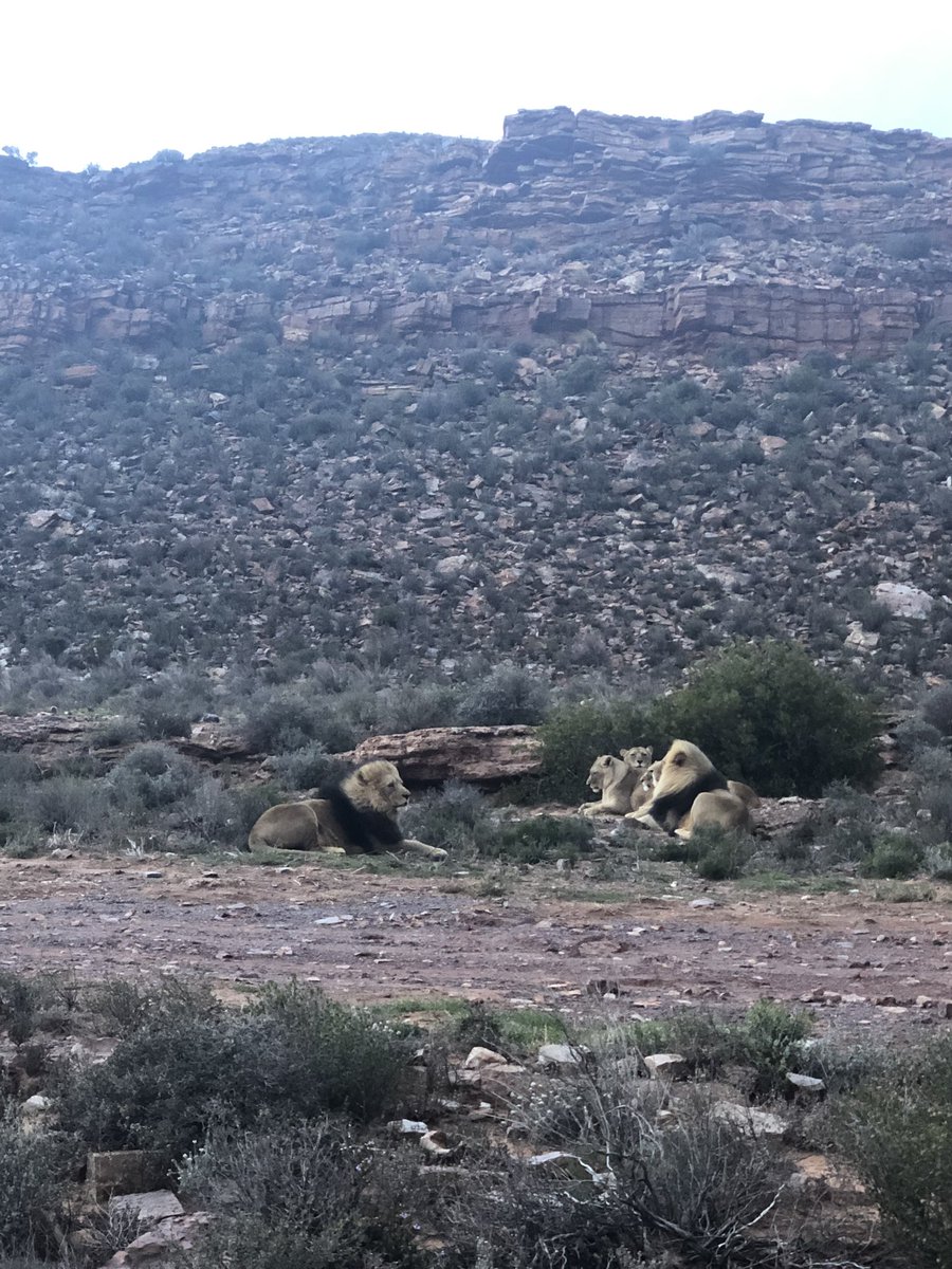 jkhssa19's tweet photo. We managed to see 3 of the big 5 this afternoon, let’s hope we see the other two tomorrow morning 😊@AquilaSafaris #safari #JKHSSA19 https://t.co/rVBpeIZKvj