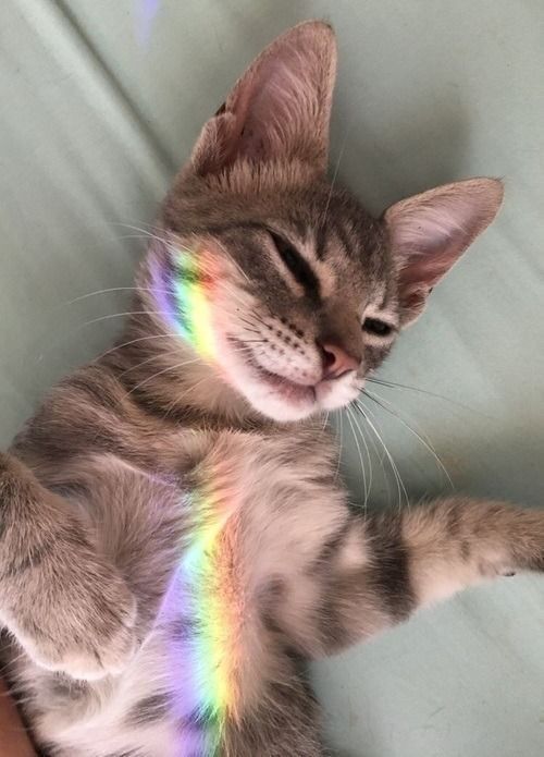 KittyLoons's tweet photo. This beautiful rainbow-lit kitty was brought to you by Tuấn Võ Kiều on their "Mèo" board on Pinterest. 😻😻😻 Thank Mèo. 😻😻😻

Source: https://t.co/GRd5EOosZ5

#cat #cats #cute #catoftheday #catlovers #CatsOfTwitter #neko #gato #chat #katze #katten #chonk https://t.co/y4IJy8Z5m4