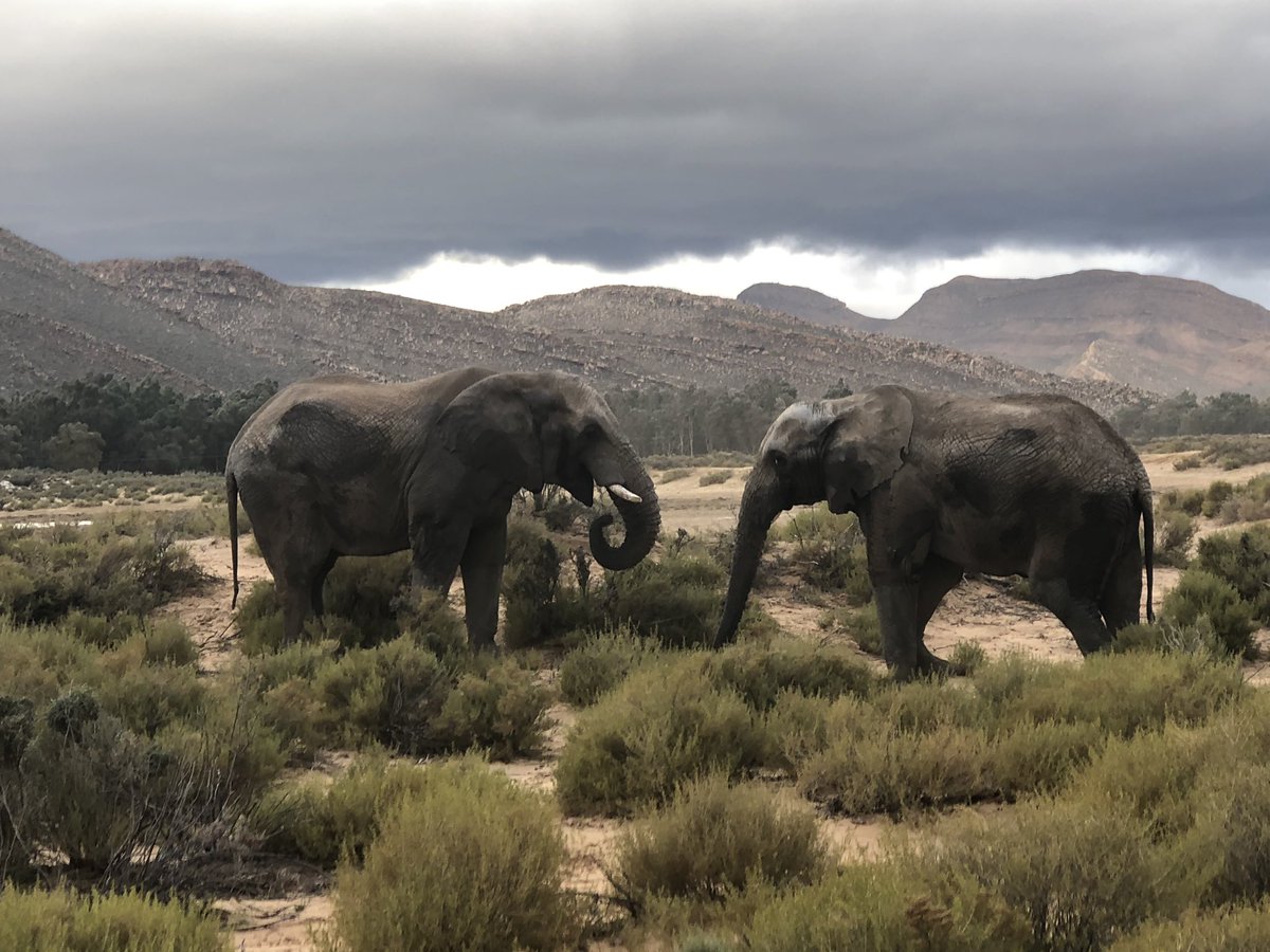 jkhssa19's tweet photo. Incredible scenes at the Aquila Game drive this afternoon - we have an early morning sunrise safari to look forward to tomorrow @AquilaSafaris #JKHSSA19 https://t.co/QqZuyPRfgu