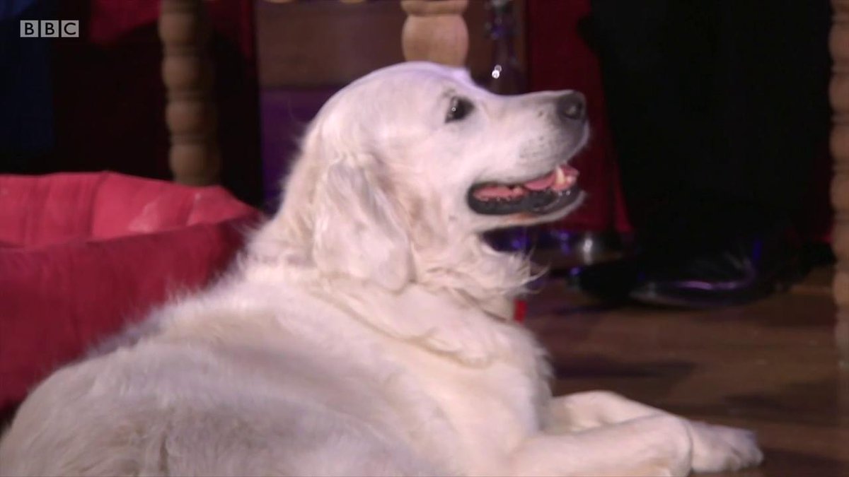bbcthisweek's tweet image. Hi from Molly #bbctw