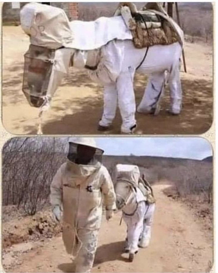 Yazacak birşey bulamadım siz söyleyin nasıl bi krallık bu