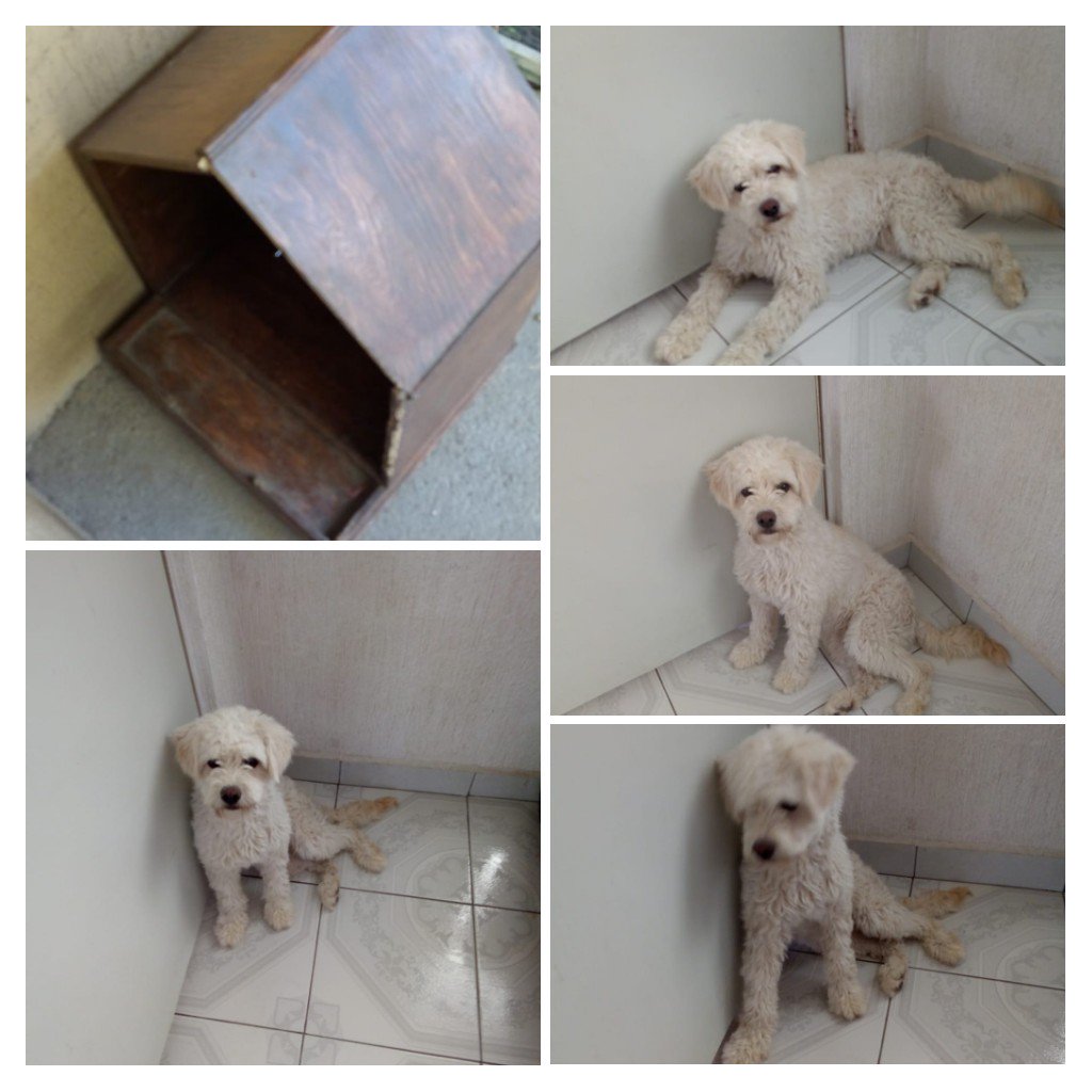 Ceysued's tweet photo. Hola! Necesito de su ayuda para compartir. Esta perrita se da en adopción es de una vecina, ya no la pueden tener en su casa. Tiene 1️⃣ año, cuenta con todas sus vacunas, juega con niños. Se encuentra en Tecámac. Informes por DM. Gracias🥺 https://t.co/tOPvqmReaW