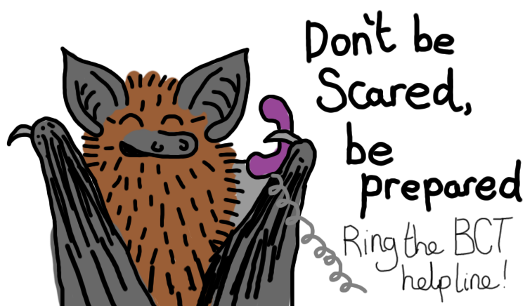 Adventures in Bat Science tweet media