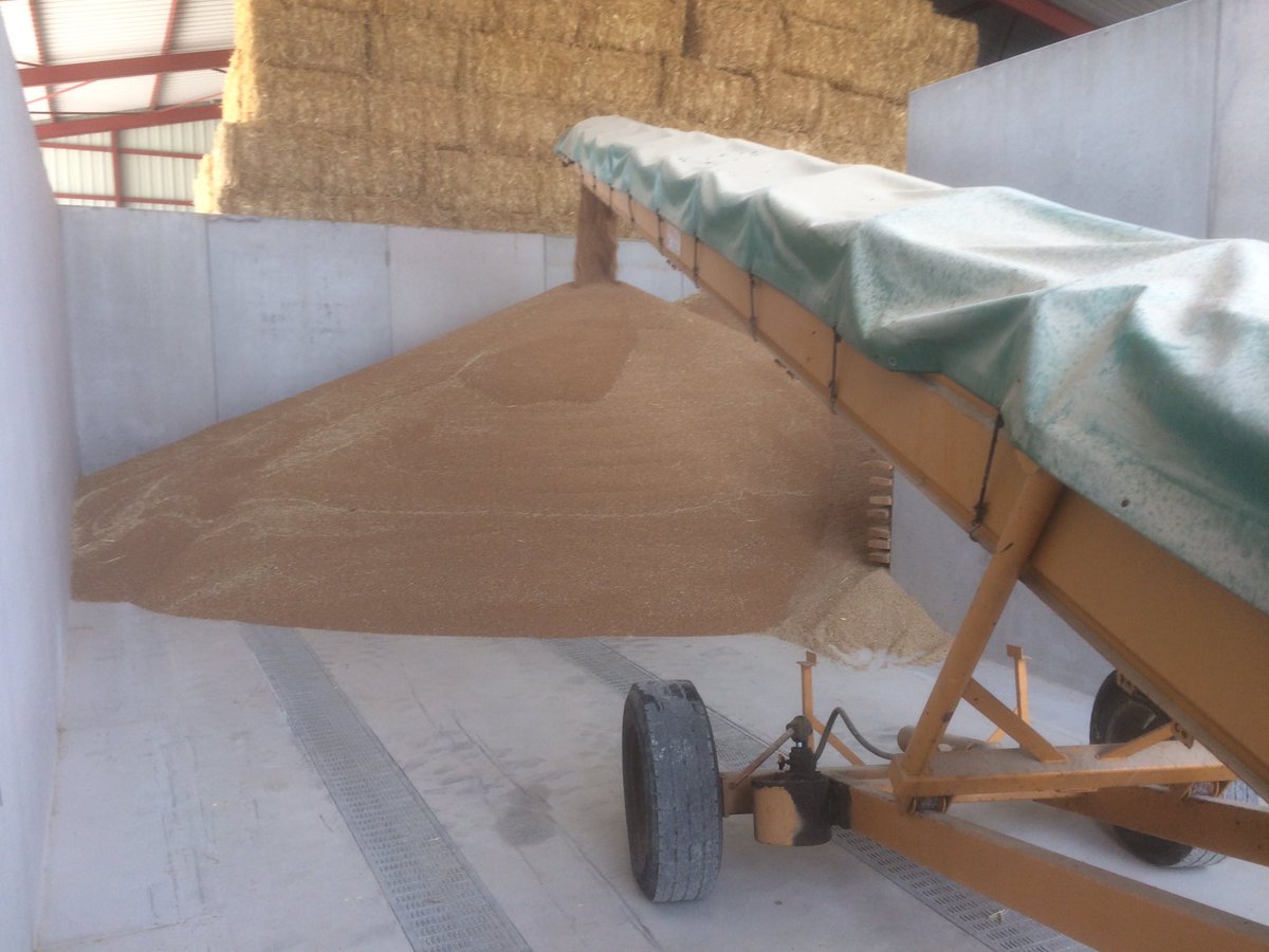 bigard_q's tweet photo. Ça se remplit doucement ! D’un côté le grain, de l’autre la paille ! Tout pour entamer une 2ème année d’engraissement ! 😀🐮👍🏻 Et il faut faire du stock, parce sans pluie 🌧 significative, le maïs aura du mal à passer la prochaine semaine... #MoissonEmc2 #CeuxQuiFontLaViande https://t.co/U1kolo9PcP