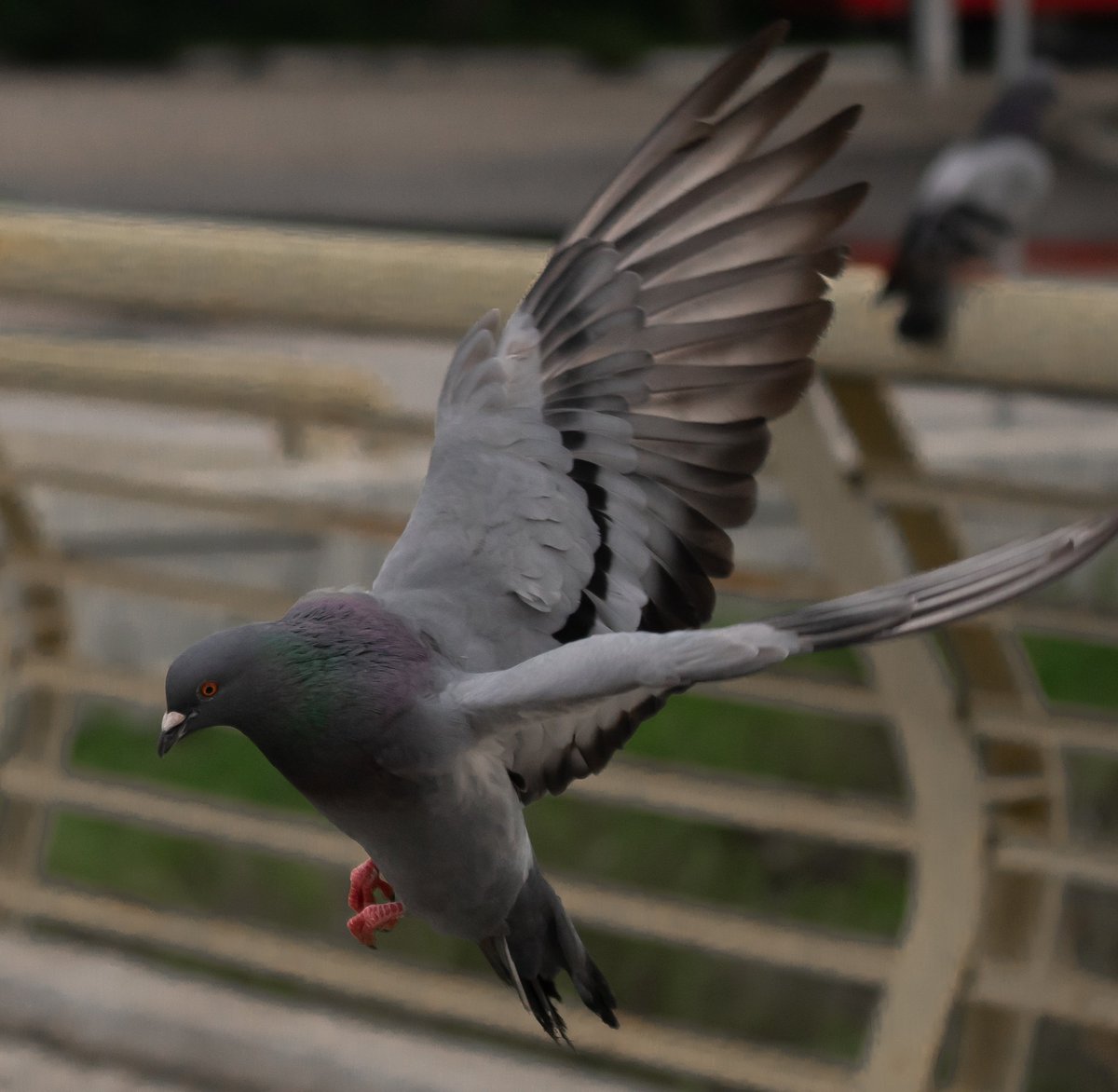 photomenace's tweet photo. #pigeon #pigeons #dove https://t.co/3Z5cEtW3p1