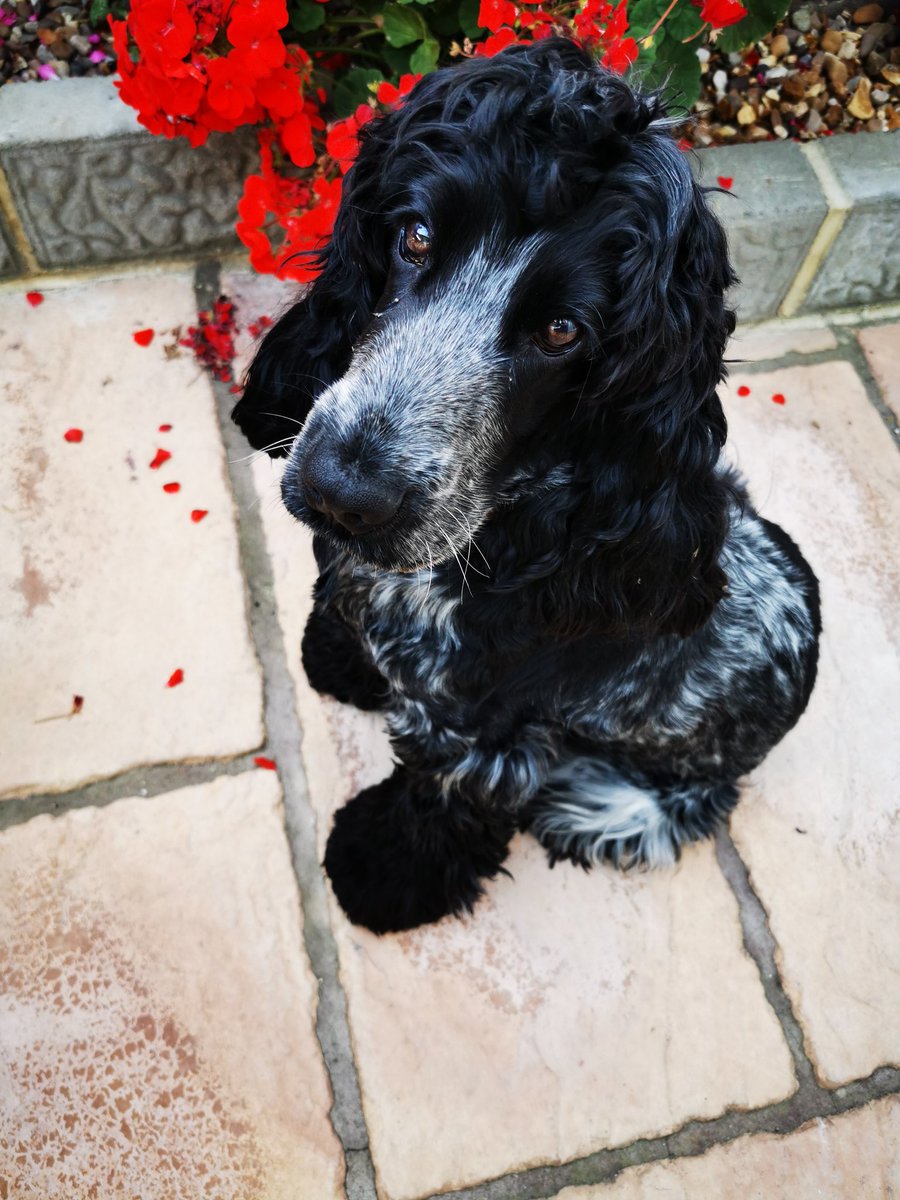 filteryourego87's tweet image. This is Lowena 💜