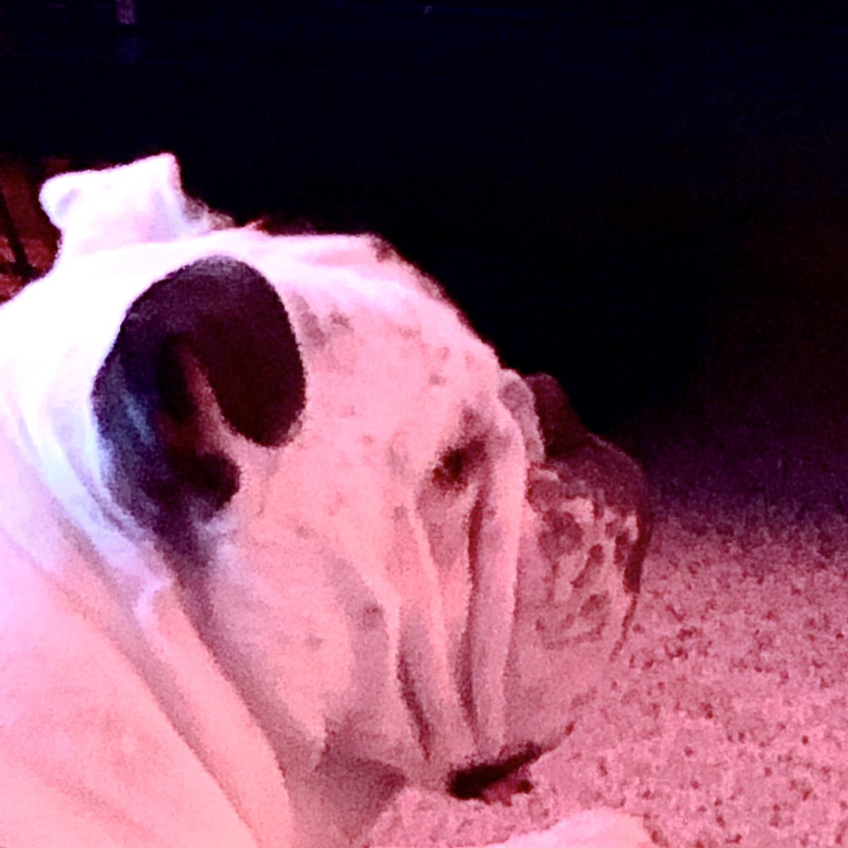 MkDeMar's tweet photo. So I tried out the #ageapp - hmm ๐ค LOL #bulldog https://t.co/b2Wcw9EqSe