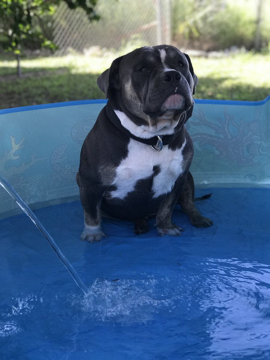 summer dayzz 🌞🐶 #bluenosepitbull