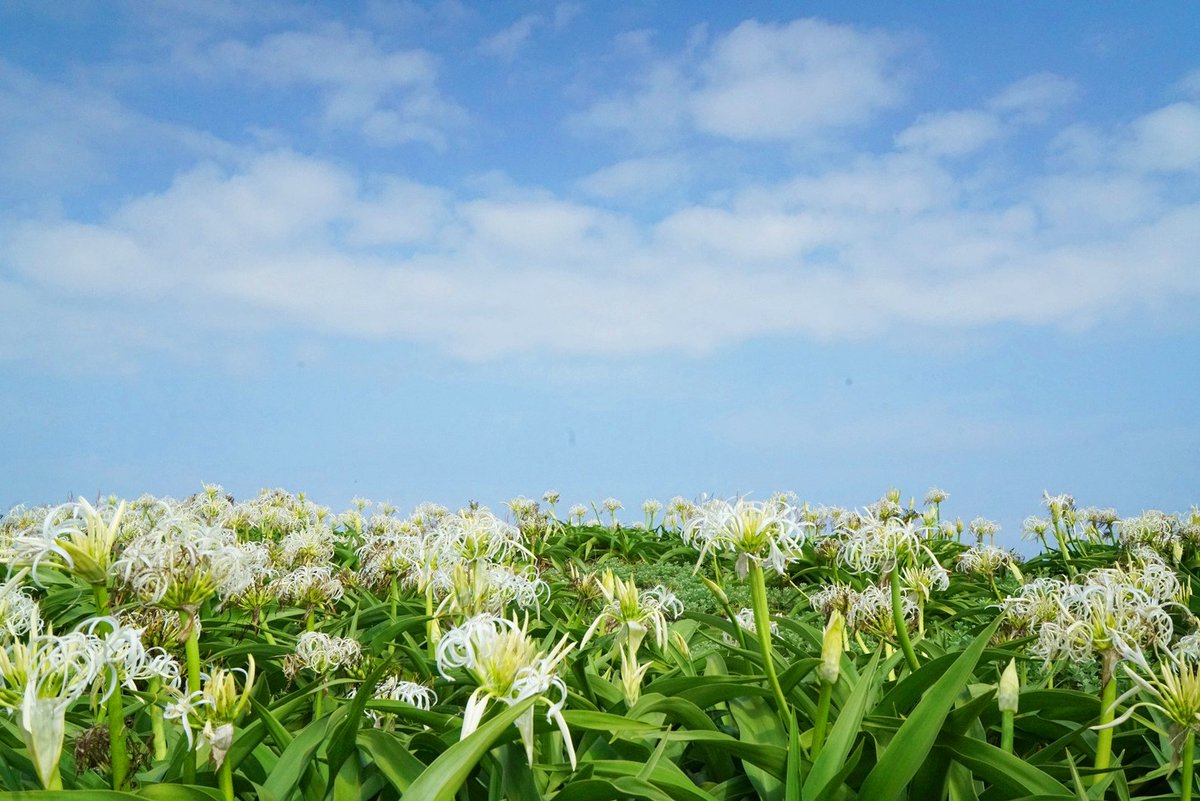 下関市公式ツイッター 角島灯台周辺の浜木綿が見頃です 下関市の花 浜木綿 はまゆう が 見頃を迎えました 下関市 下関市公式fb Japan 下関市の花ハマユウ 浜木綿 ハマユウ 角島灯台 角島