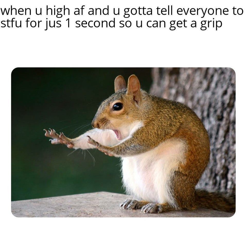 AllWeedMemes's tweet photo. #highaf  #weedmemes https://t.co/J7yH8GKpFJ https://t.co/mFDS4yzYgB