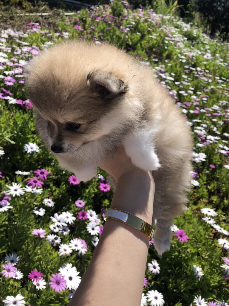dog_rates's tweet image. This is Bella. She really enjoys the flowers, but is often too short to see them all. Easy solution. 12/10 enjoy the view sweetie