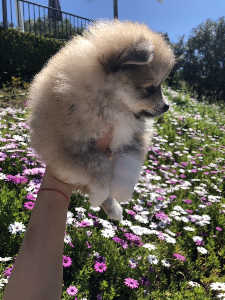 This is Bella. She really enjoys the flowers, but is often too short to see them all. Easy solution. 12/10 enjoy the view sweetie