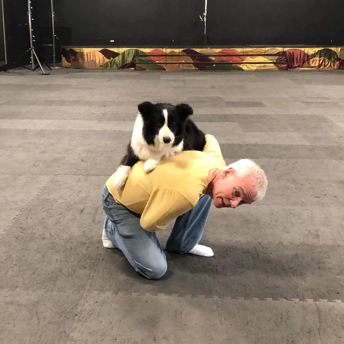 RayandMagic's tweet image. Having fun during our daily morning training session. #rayandmagic #rayandmagicagt #agt #agtauditions #AmericasGotTalent #rayunderwood #underwoodsdogobedience #dogtricks #dogtrainer #dancingdog #dogdancer #musicalfreestyle #caninefreestyle #k9freestyle underwoodsdogobedience.com