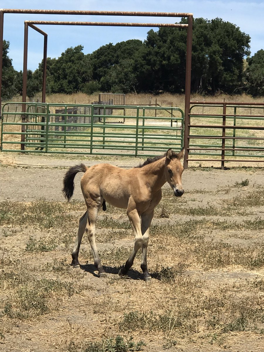 FreeWildHorses tweet picture