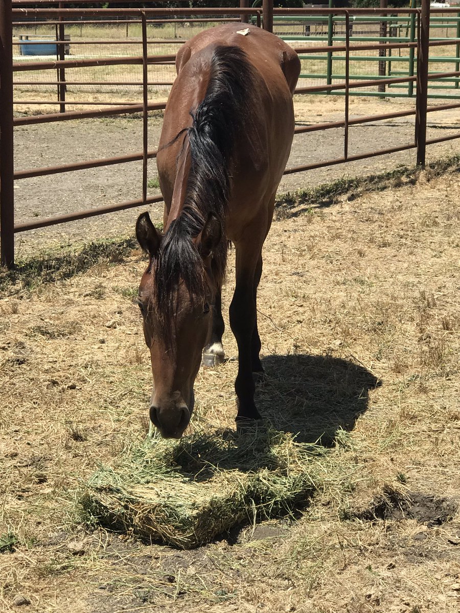 The Oklahoma 6 arrived safely today at Freedom Reigns Sanctuary. A day away from shipping to slaughter, these four BLM mustangs (3 young and completely unhandled) have gone from an OK killpen to horse heaven in Calif. 💜 happy endings. #wildhorses #nohorseslaughter