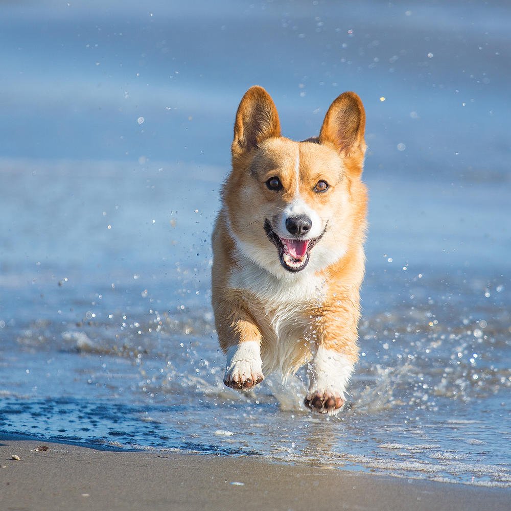 BlueBottleRoses's tweet photo. The Most Dog-Friendly Beach Towns in America https://t.co/qefMFKf9uZ https://t.co/wK9RgU3muJ