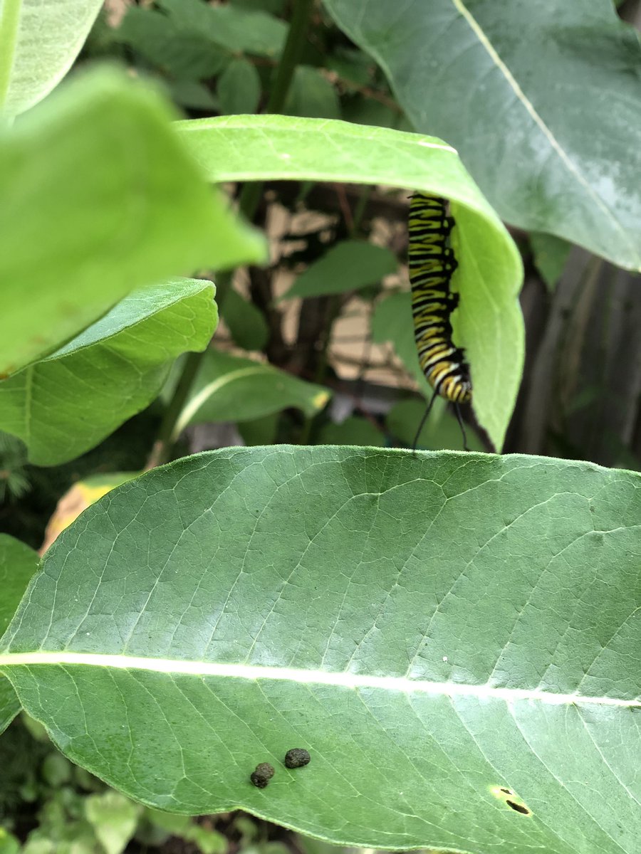 Got a real kick this morning to see milkweed I planted in my backyard being enjoyed by four monarch caterpillars and one butterfly. Simple pleasures. <a href="/OntarioNature/">Ontario Nature</a>
