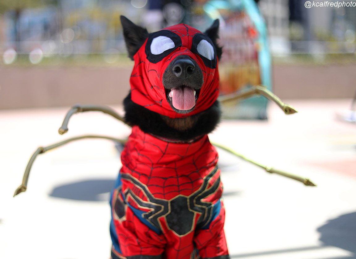 KCAlfredPhoto's tweet photo. Who is your favorite, Baby Bob Ross, Merly the Cosplay Dog @thecosplaydog, Stranger Things? The faces of Comic-Con. Gallery -> https://t.co/8rdi3kCAmO https://t.co/FNTKYwmEqd