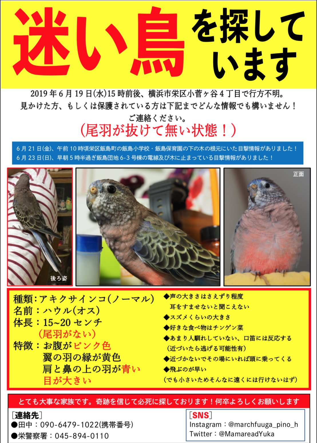 フーガまま 同じように可愛がっていた人が居ると言うことを考えてみてください たくさんの迷子の子が大好きな家族の元に戻れる様に協力して下さい アキクサインコ アキクサインコノーマル ハウル 横浜市栄区 迷子鳥 迷い鳥 拡散希望 フーガまま 同じように可愛がっていた人が居ると言うことを考えてみてください たくさんの迷子の子が大好きな家族の元に戻れる様に協力して下さい アキクサインコ アキクサインコノーマル ハウル 横浜市栄区 迷子鳥 迷い鳥 拡散希望